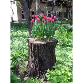 Декорация в пеньке